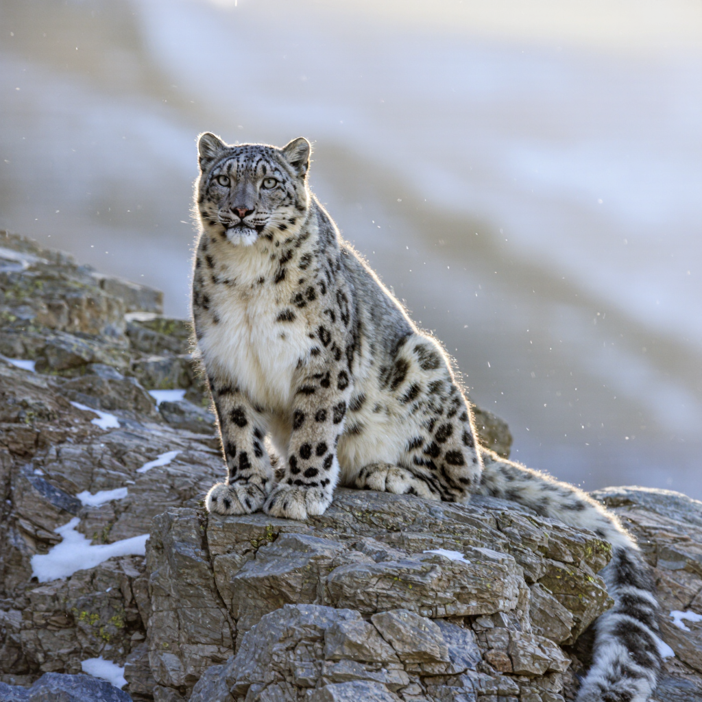 A snow leopard on a rocky Himalayan ledge at dawn, piercing eyes, frosty fur, muted blues, wildlife photography, ultra-detailed.
